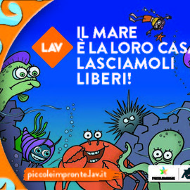 Il mare è la loro casa