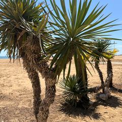 PALME