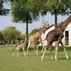 Giraffe al Parco zoo Punta Verde