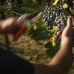 Dove nascono i nostri vini..