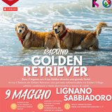 Raduno Golden Retriever