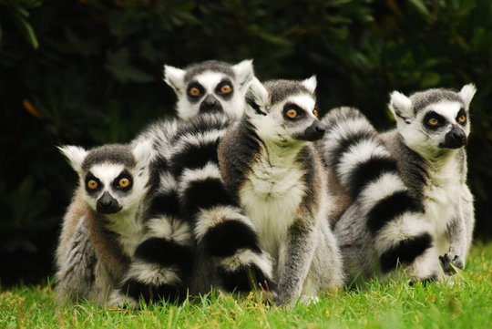 Lemuri al Parco Zoo di Lignano
