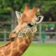 Hautnahe Begegnungen mit den Giraffen