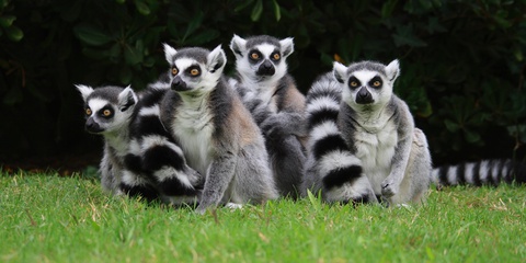Meet the lemurs