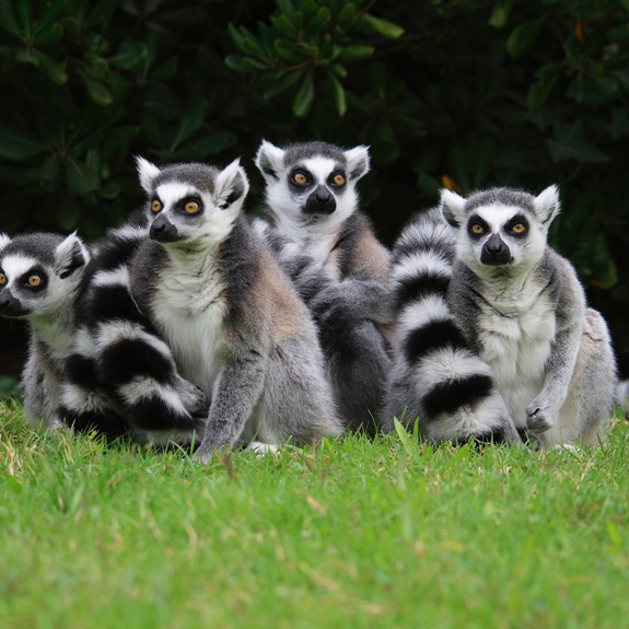 Lemurs at Lignano Zoo