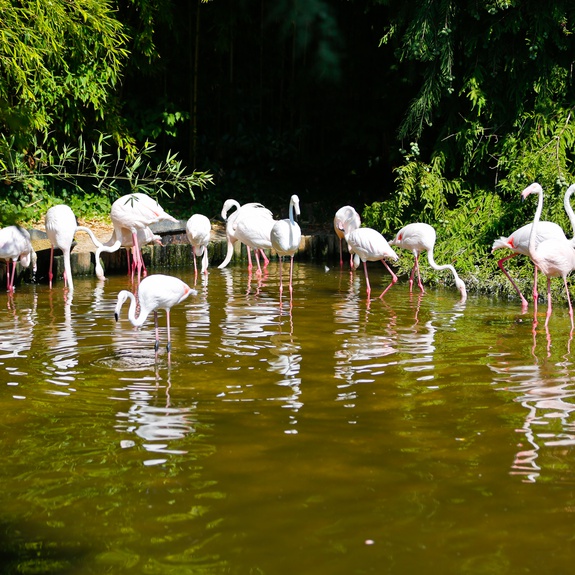 Flamingos im Parco Zoo in Lignano