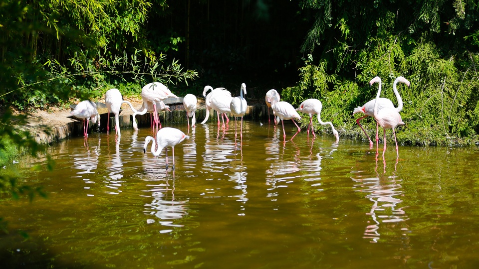 Flamingos im Parco Zoo in Lignano