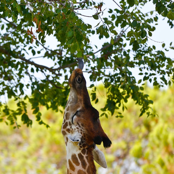 The giraffe at Punta Verde Zoo Park