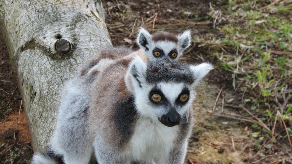 Nahe Begegnung mit den Lemuren im Zoo in Lignano