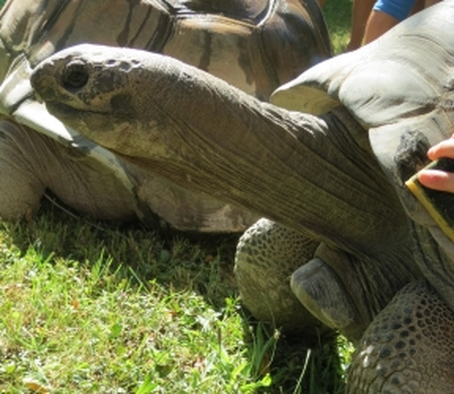 Picture ofMeet Seychelles tortoises