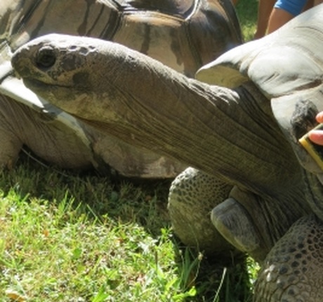 Fotos vonHautnahe Begegnungen mit den Riesenschildkröten der Seychellen 