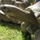 Meet Seychelles tortoises