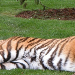 Tiger at the Zoo Park in Lignano